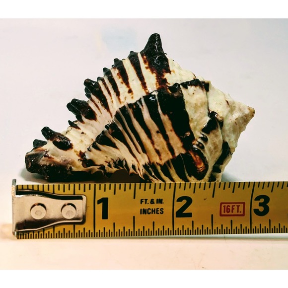 88mm 3.5" BIack Murex Hexaplex Radix Sea Shell Conch Hermit - Picture 7 of 7